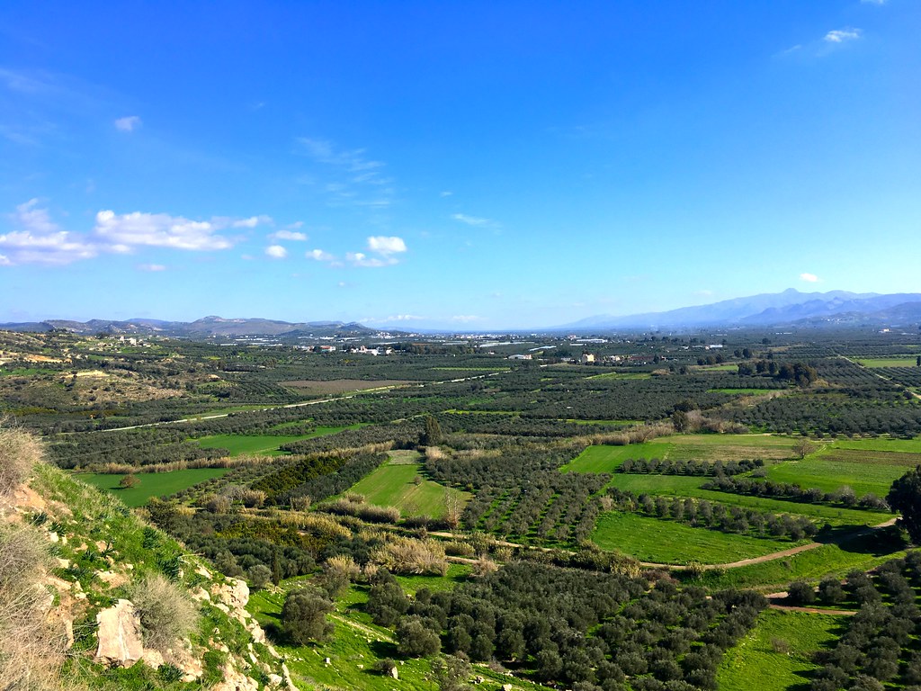The olive groves of Crete — aerial view of Chania