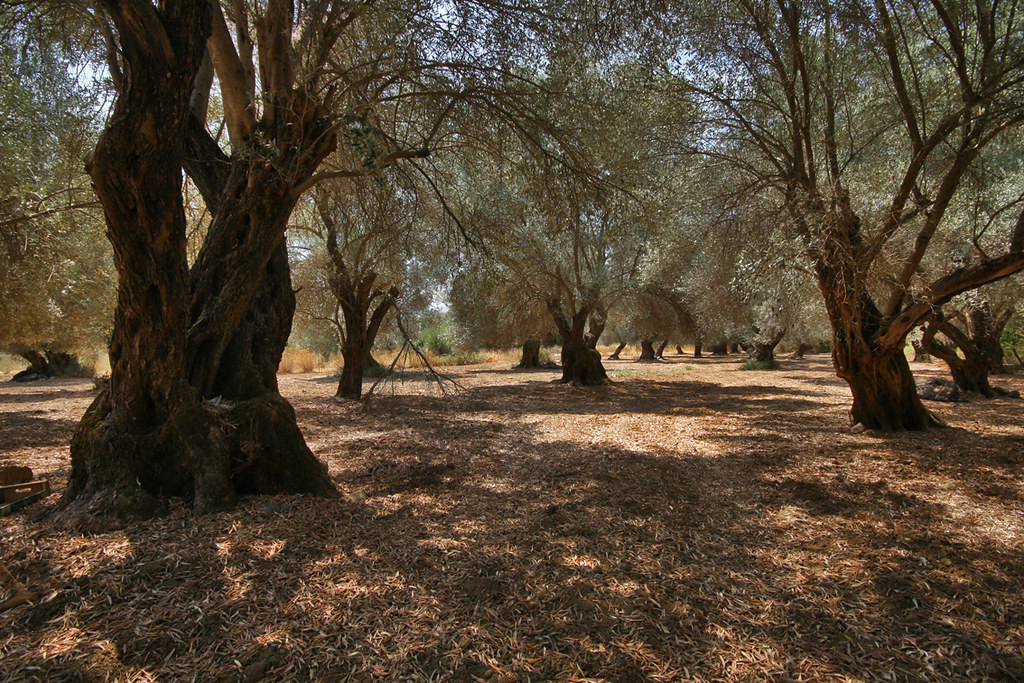 Ancient Koroneiki olive trees — Crete